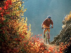 Flying Through Fall Colors, McKenzie Bridge,  Oregon